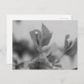Bougainvilleaつる植物開花白黒写真 ポストカード (正面/裏面)