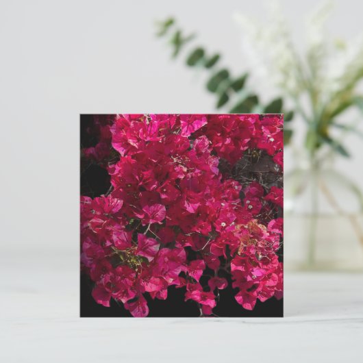 Bougainvillea赤い熱帯性乾性低木の写真 カード (スタンド正面)