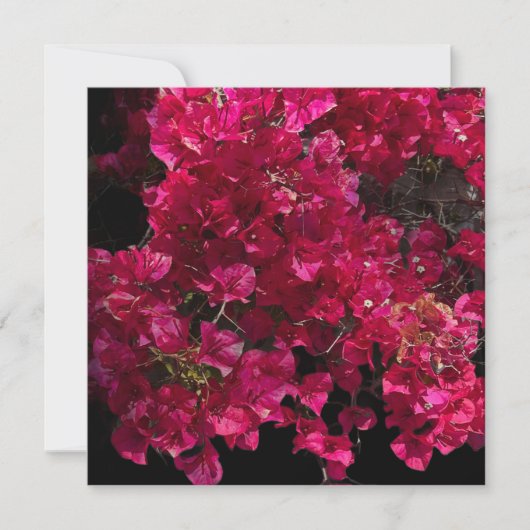 Bougainvillea赤い熱帯性乾性低木の写真 カード (正面)
