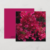 Bougainvillea赤い熱帯性乾性低木の写真