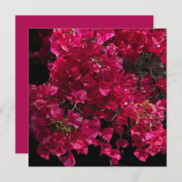 Bougainvillea赤い熱帯性乾性低木の写真 カード