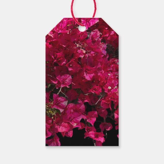 Bougainvillea赤い熱帯性乾性低木の写真 ギフトタグ (正面)
