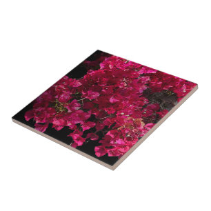 Bougainvillea赤い熱帯性乾性低木の写真 タイル