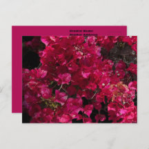 Bougainvillea赤い熱帯性乾性低木の写真