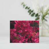 Bougainvillea赤い熱帯性乾性低木の写真 ポストカード (スタンド正面)