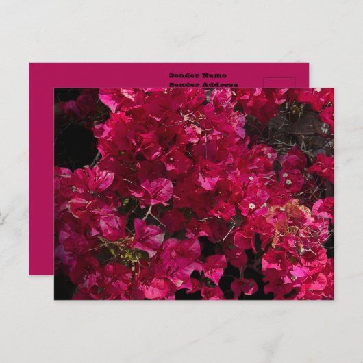 Bougainvillea赤い熱帯性乾性低木の写真 ポストカード (正面/裏面)
