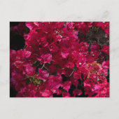 Bougainvillea赤い熱帯性乾性低木の写真 ポストカード (正面)