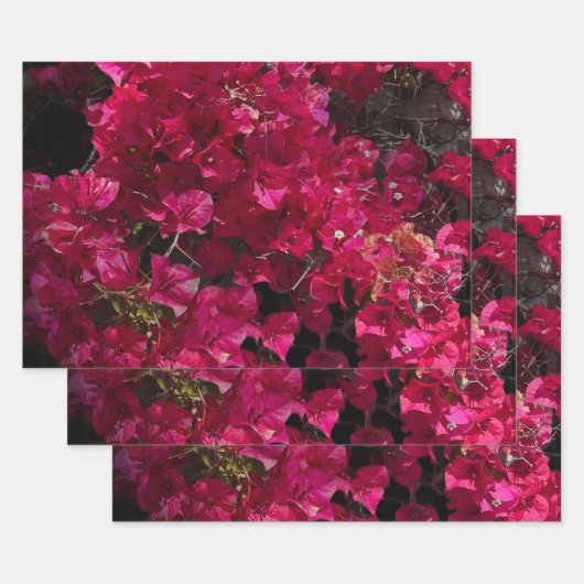 Bougainvillea赤い熱帯性乾性低木の写真 ラッピングペーパーシート (セット)
