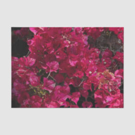 Bougainvillea赤い熱帯性乾性低木の写真 薄葉紙