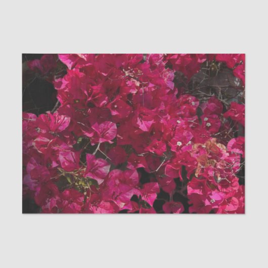 Bougainvillea赤い熱帯性乾性低木の写真 薄葉紙 (正面)