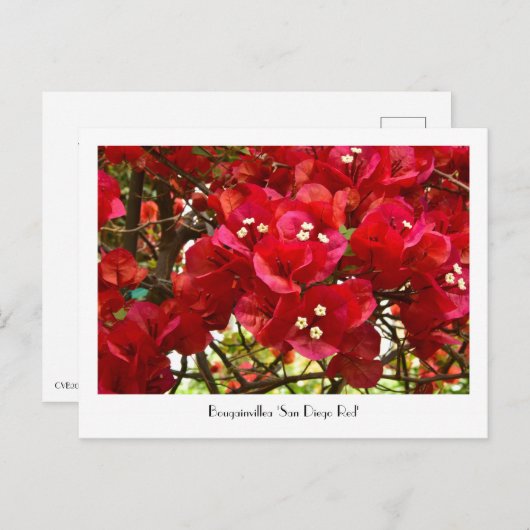 Bougainvillea 'サンディエゴレッド'収集可能はがき ポストカード (正面/裏面)