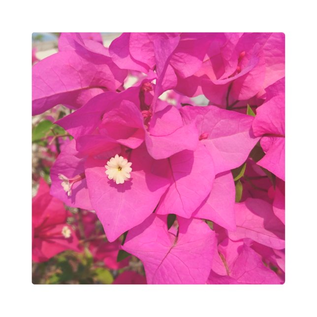 Bougainvillea 16"x16"メタルアート メタルプリント (正面)