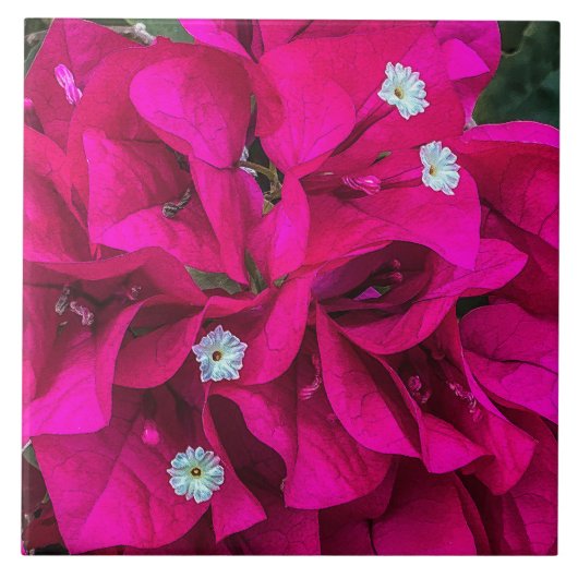 Bougainvillea Speaks for Itself Ceramic Tile タイル (正面)