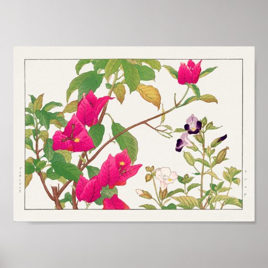 Bougainvillea、Wishbone flower by Tanigami Konan ポスター (正面)