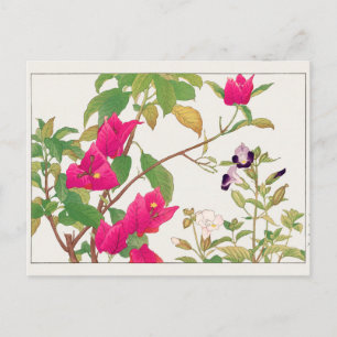 Bougainvillea、Wishbone flower by Tanigami Konan ポストカード