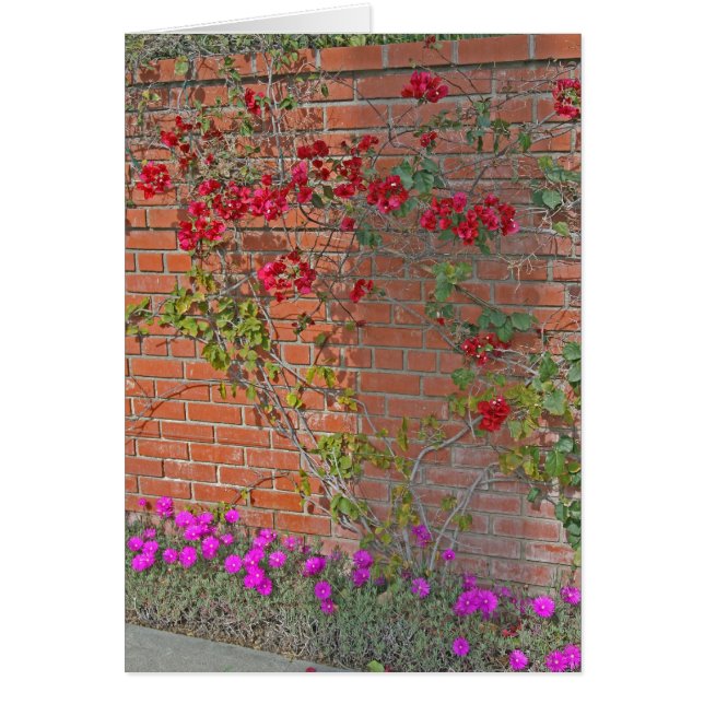 Bouganvillea (正面)