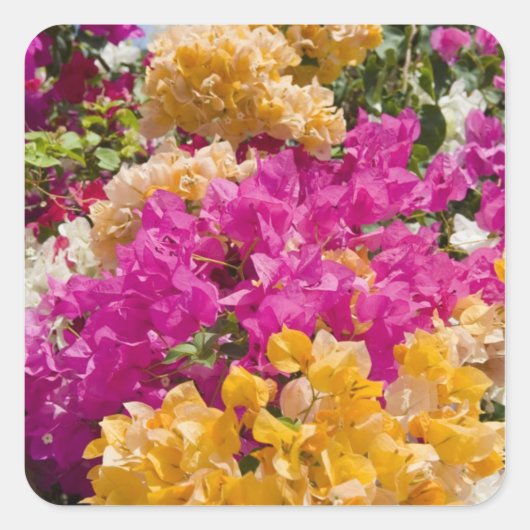 Bouganvilleau、ケイマン・ブラック、ケイマン諸島、 スクエアシール (正面)