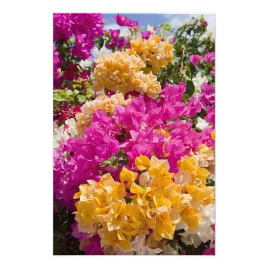 Bouganvilleau、ケイマン・ブラック、ケイマン諸島、 フォトプリント (正面)