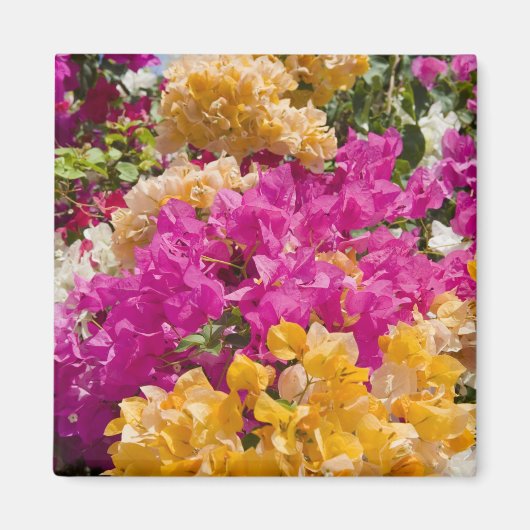 Bouganvilleau、ケイマン・ブラック、ケイマン諸島、 マグネット (正面)