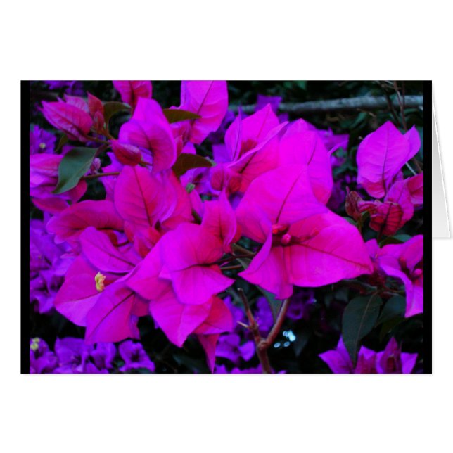 bourgenvilla (正面横)