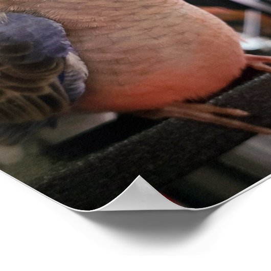 Bourkes Paraketポスター ポスター (角)