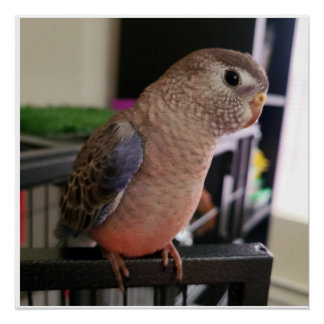 Bourkes Paraket光沢のあるポスター ポスター