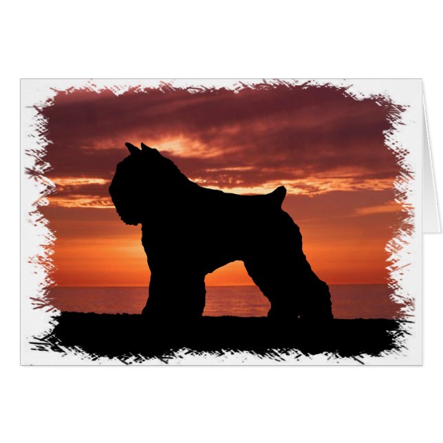 Bouvier des Flandres (正面横)