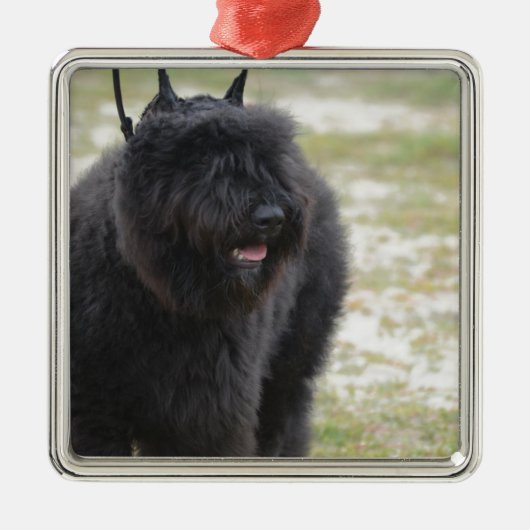 Bouviers desフランダース メタルオーナメント (正面)