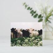 Bovines, Cooes in Wiltshire, England ポストカード (スタンド正面)