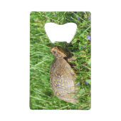 Box Turtle クレジットカード栓抜き (裏面)