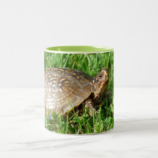 Box Turtle ツートーンマグカップ (中央)
