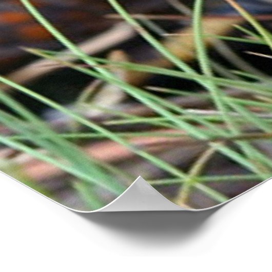 Box Turtle ポスター (角)