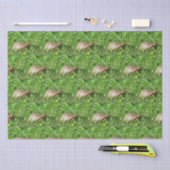 Box Turtle 薄葉紙 (クラフト)
