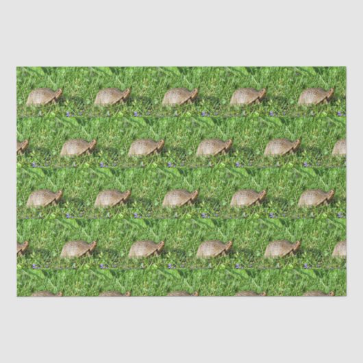 Box Turtle 薄葉紙 (正面)