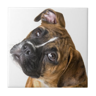 Boxer dog decorative tile タイル