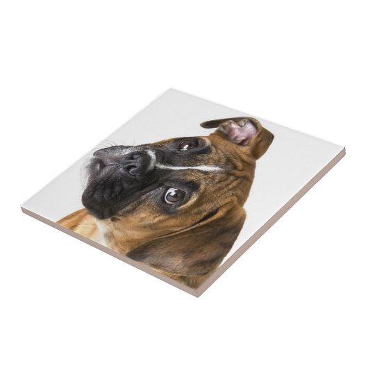 Boxer dog decorative tile タイル (側面)