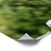 Boxer Dog Laying on a Rock ポスター (角)