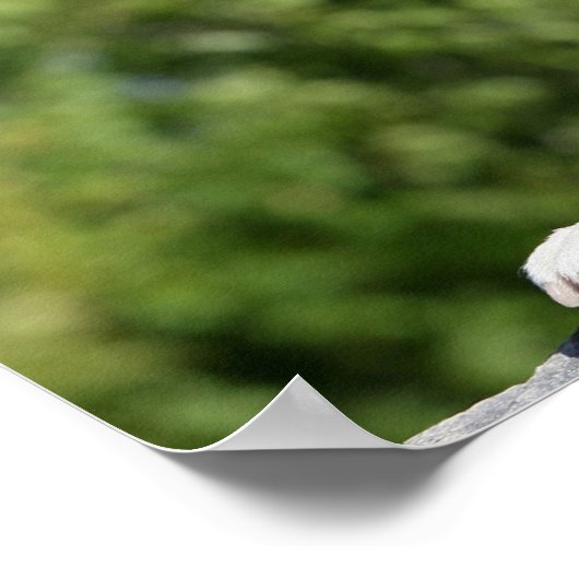 Boxer Dog Laying on a Rock ポスター (角)