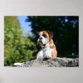 Boxer Dog Laying on a Rock ポスター (正面)