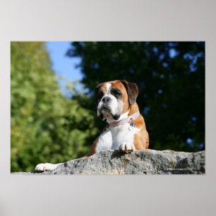 Boxer Dog Laying on a Rock ポスター