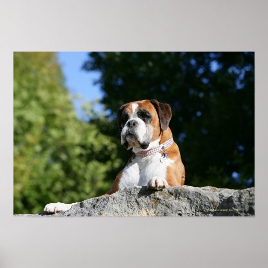 Boxer Dog Laying on a Rock ポスター (正面)
