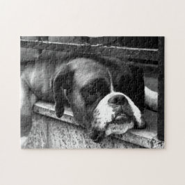Boxer Dog On Windows Sill 11x14 252pc jpcn ジグソーパズル