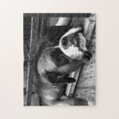 Boxer Dog On Windows Sill 11x14 252pc jpcn ジグソーパズル (縦)