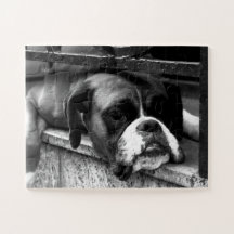 Boxer Dog On Windows Sill 11x14 30pc jpcn