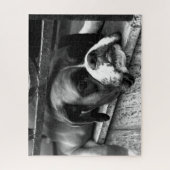 Boxer Dog On Windows Sill 16x20 520pc jpcn ジグソーパズル (縦)
