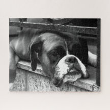 Boxer Dog On Windows Sill 16x20 520pc jpcn