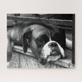Boxer Dog On Windows Sill 16x20 520pc jpcn ジグソーパズル
