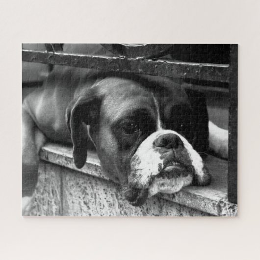 Boxer Dog On Windows Sill 16x20 520pc jpcn ジグソーパズル (横)