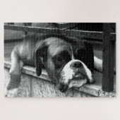 Boxer Dog On Windows Sill 20x30 1014pc jpcn ジグソーパズル (横)