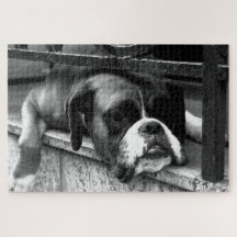 Boxer Dog On Windows Sill 20x30 1014pc jpcn